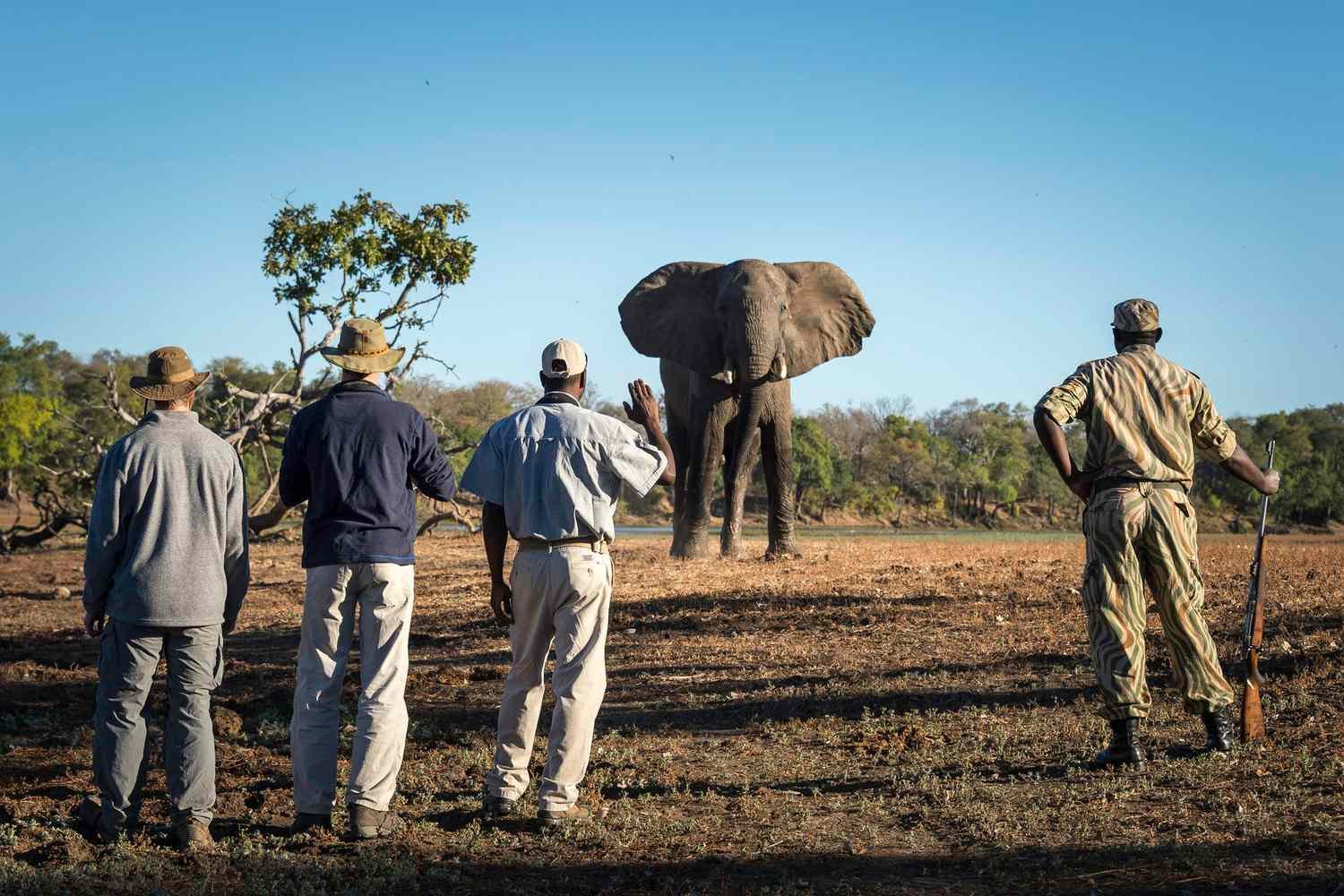africaniconsinsouthluangwanationalparkzambiaWALKSAFARIfcbcebd